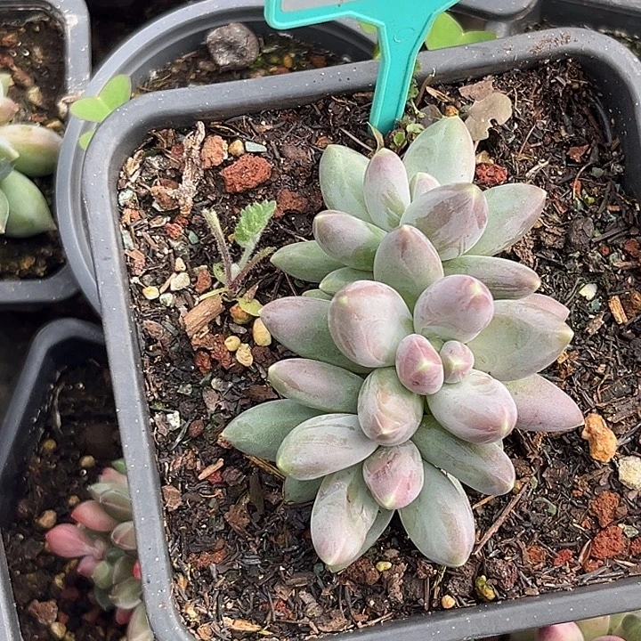 多肉植物欧若拉397