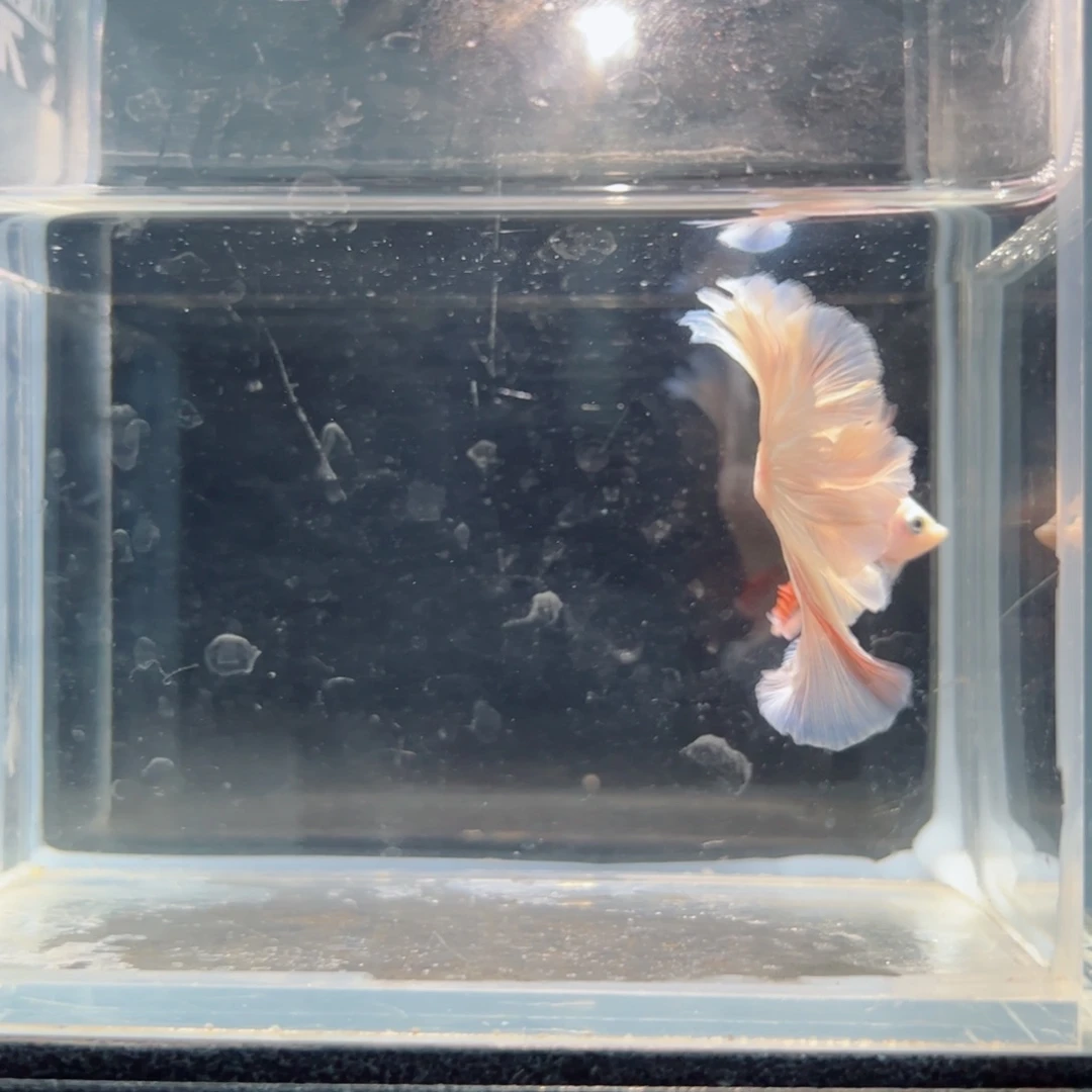 斗鱼浅色仙仙裙特殊尾