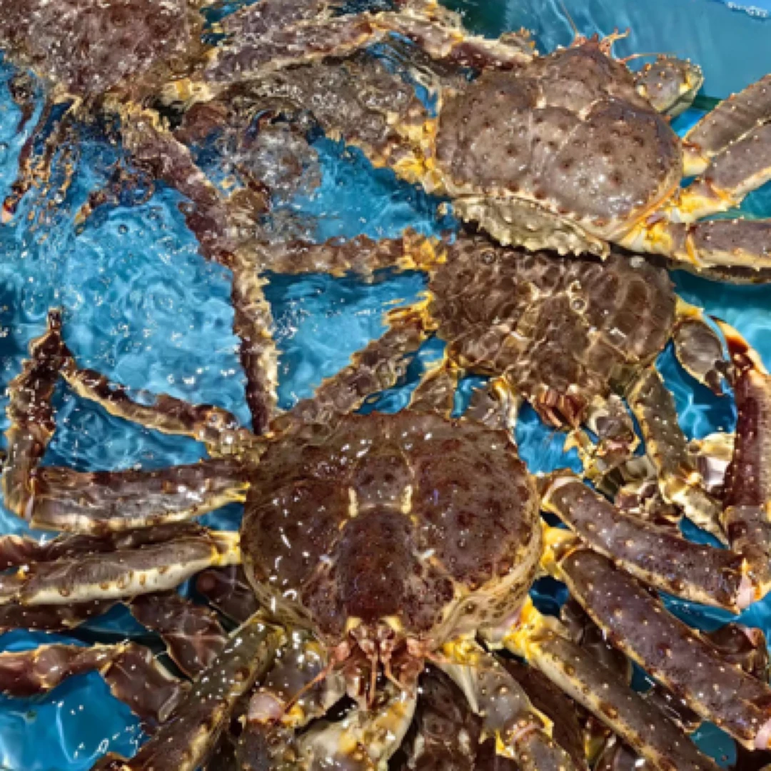 【东胜同城】帝王蟹现场称重现场上价格