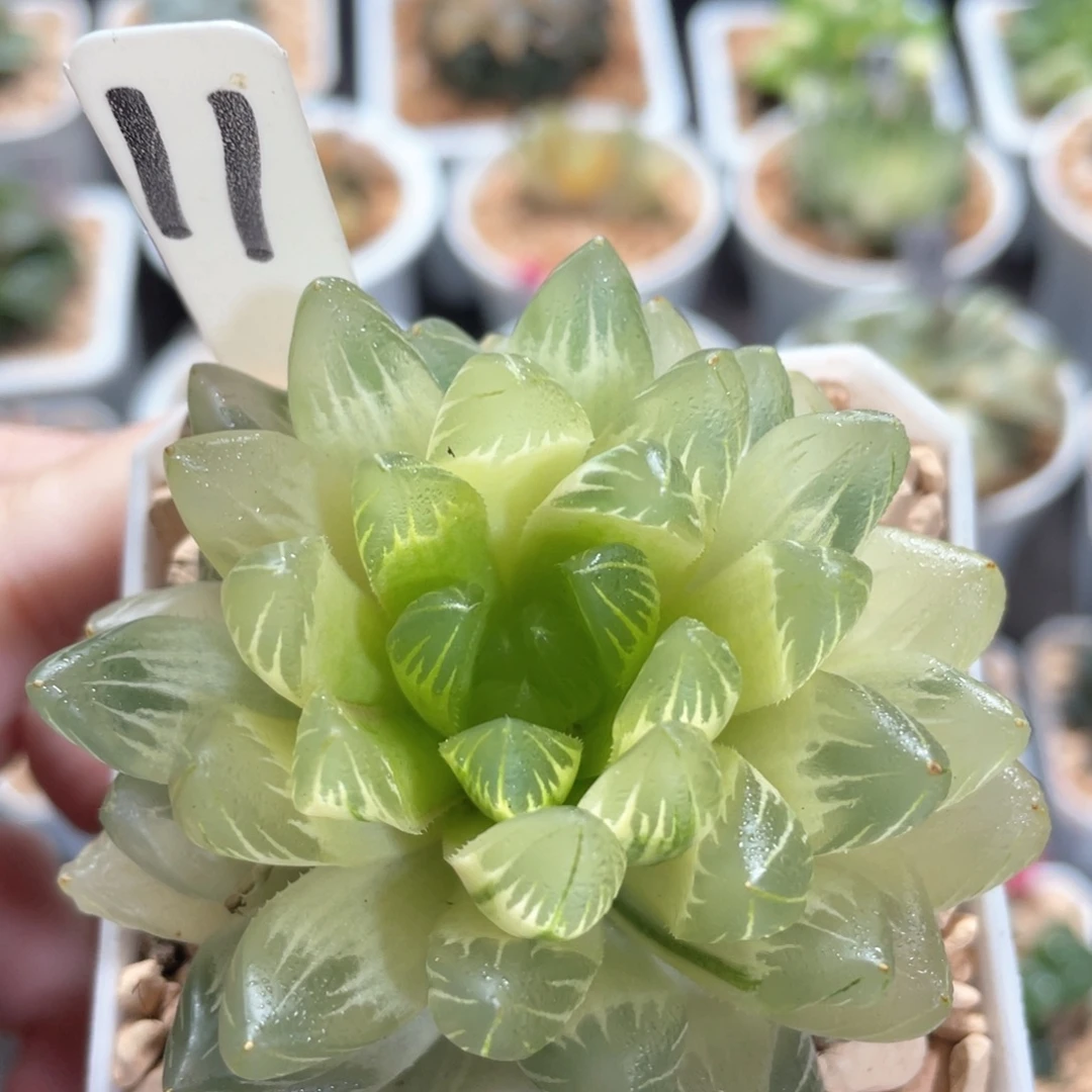 11糊斑龙鳞玉露锦。