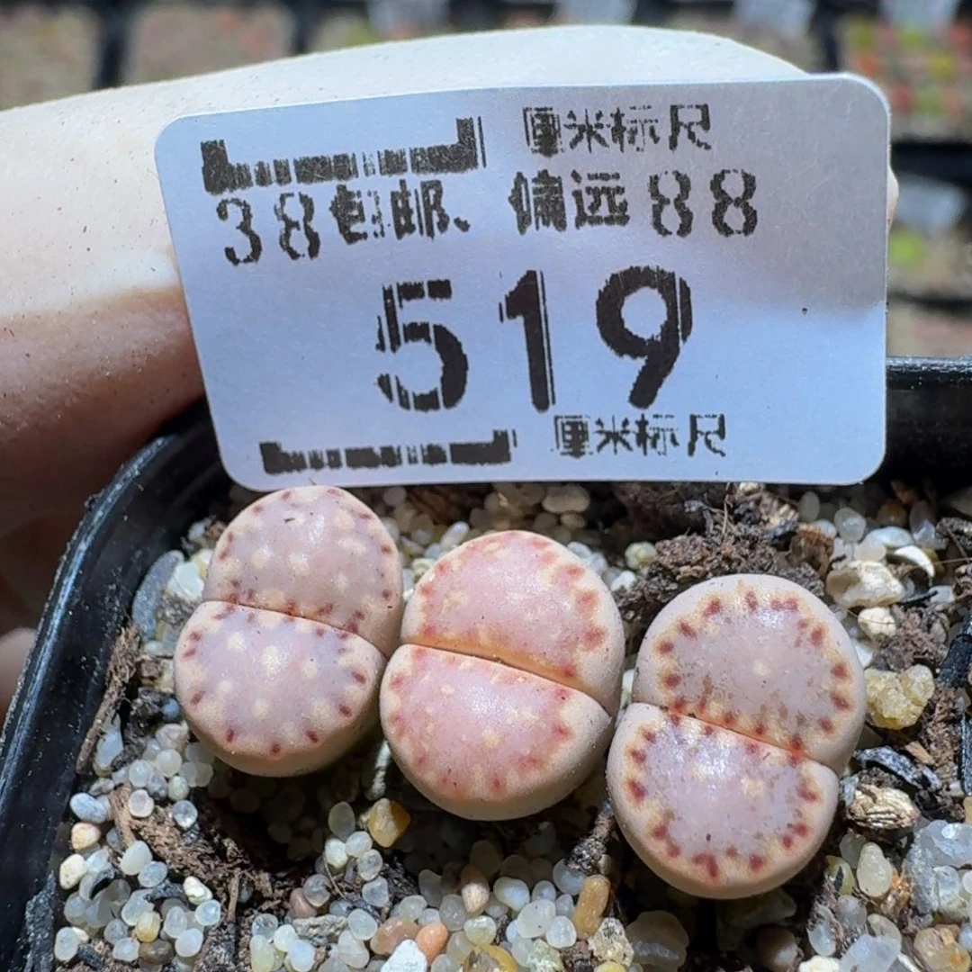zzzx生石花肉锥519