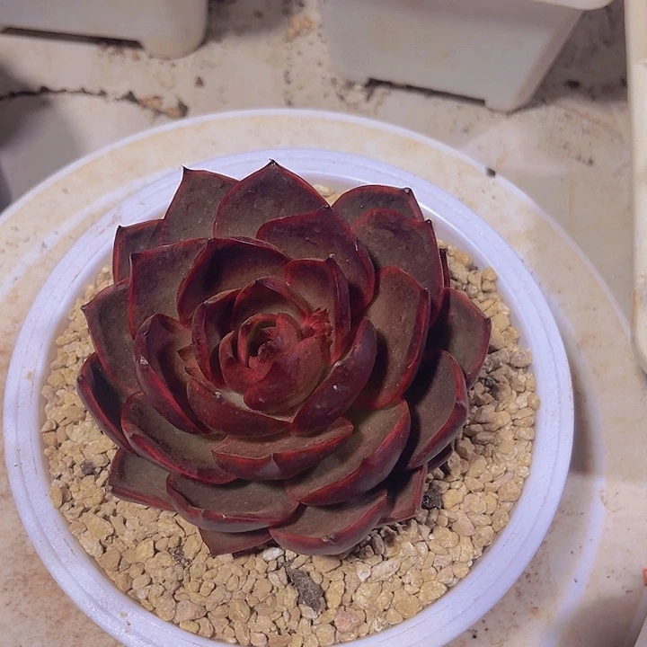 闻*闻糖宝多肉植物红灯