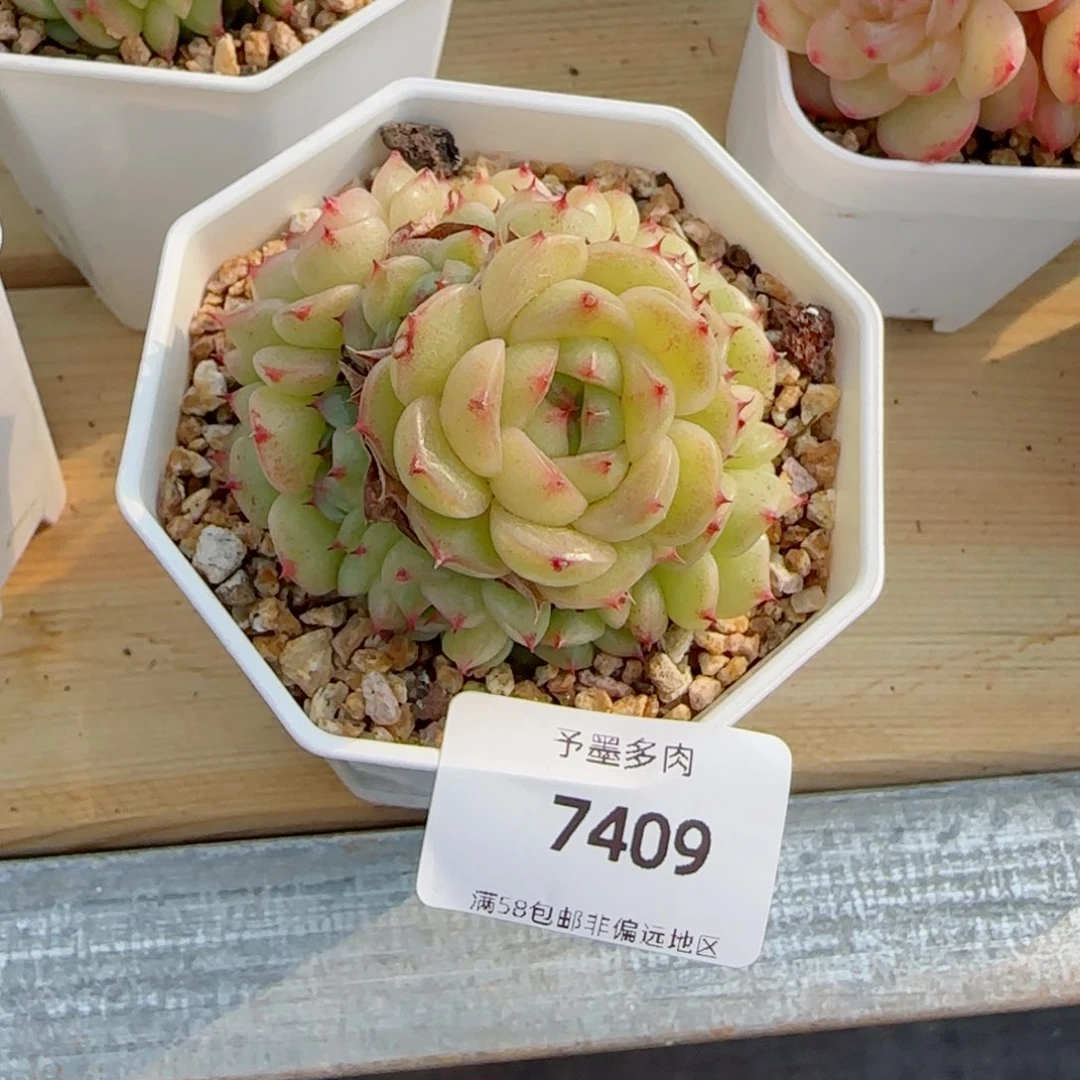 茶****麦秆补差，7409多肉