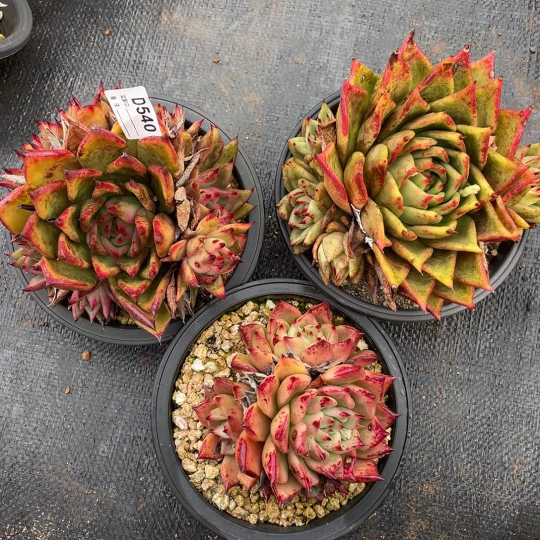 无花朵若如东云在棚D540