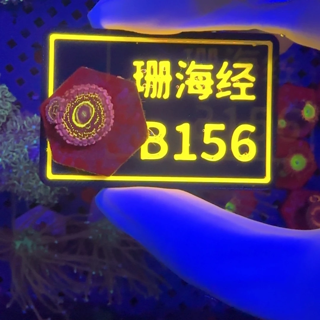 纽扣珊瑚D****C又又平流层B156