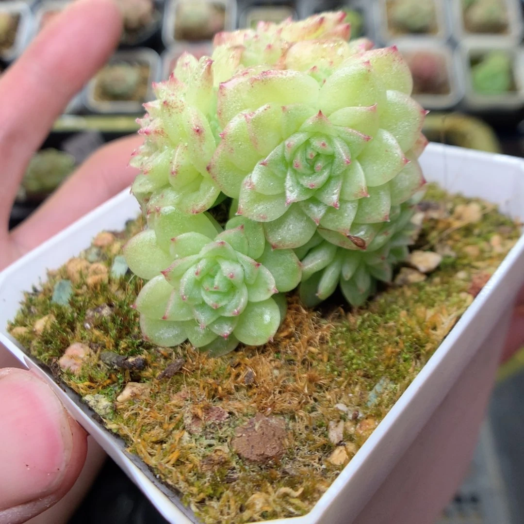 V117y y y y y y y y y