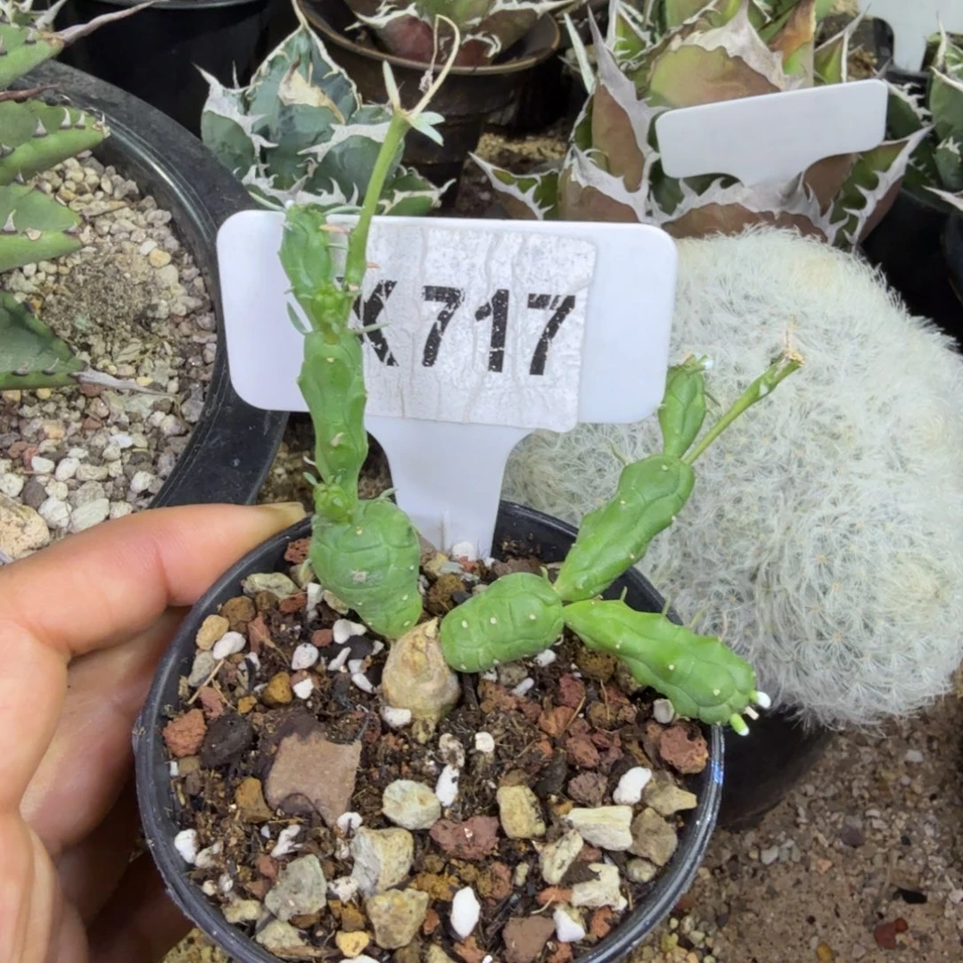 记***o福利玉鳞宝带盆发货