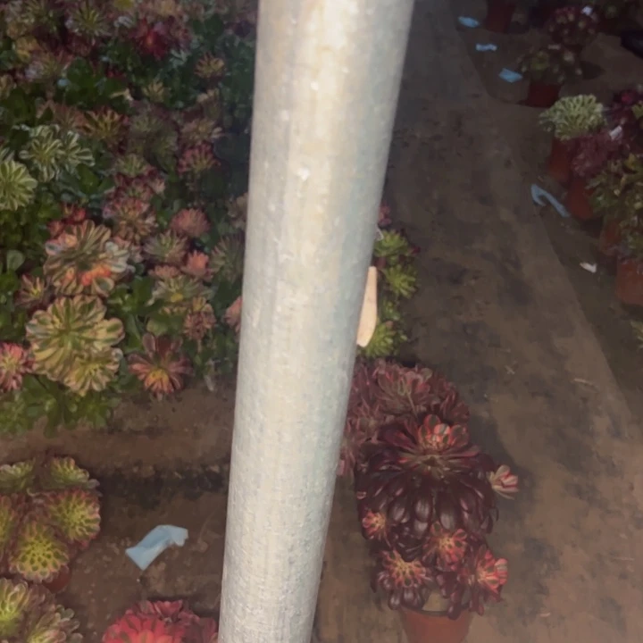 寄养多肉花花889