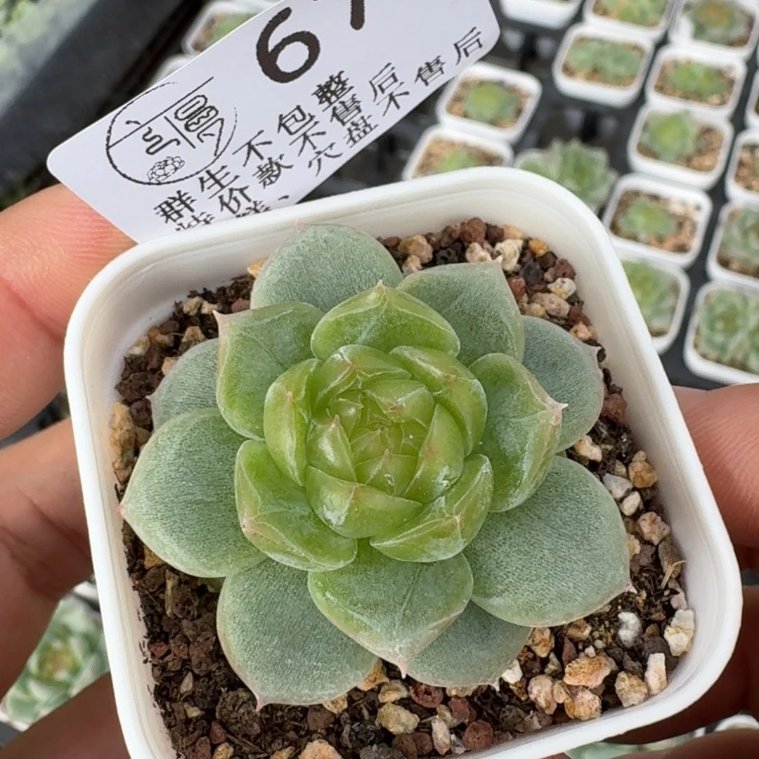 如图675云慢优选麦芽53一颗