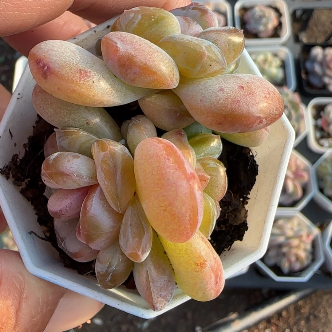 小卡拉米糖心一物一拍