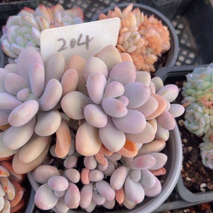 健健康康平平安安