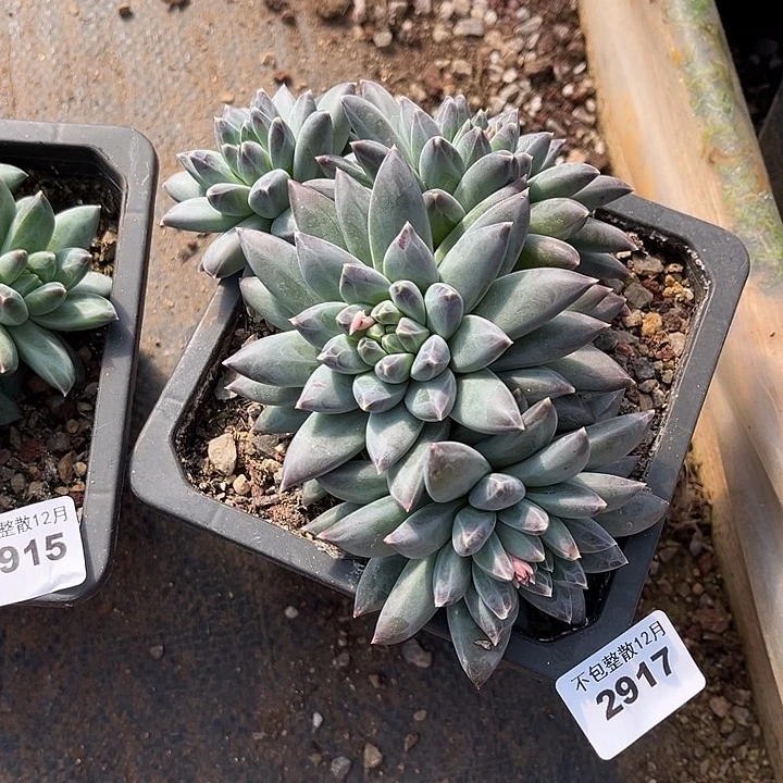 阿雅园艺。       2917