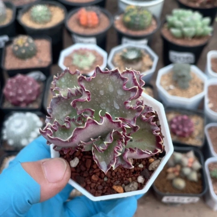 955双飞碟植物一颗