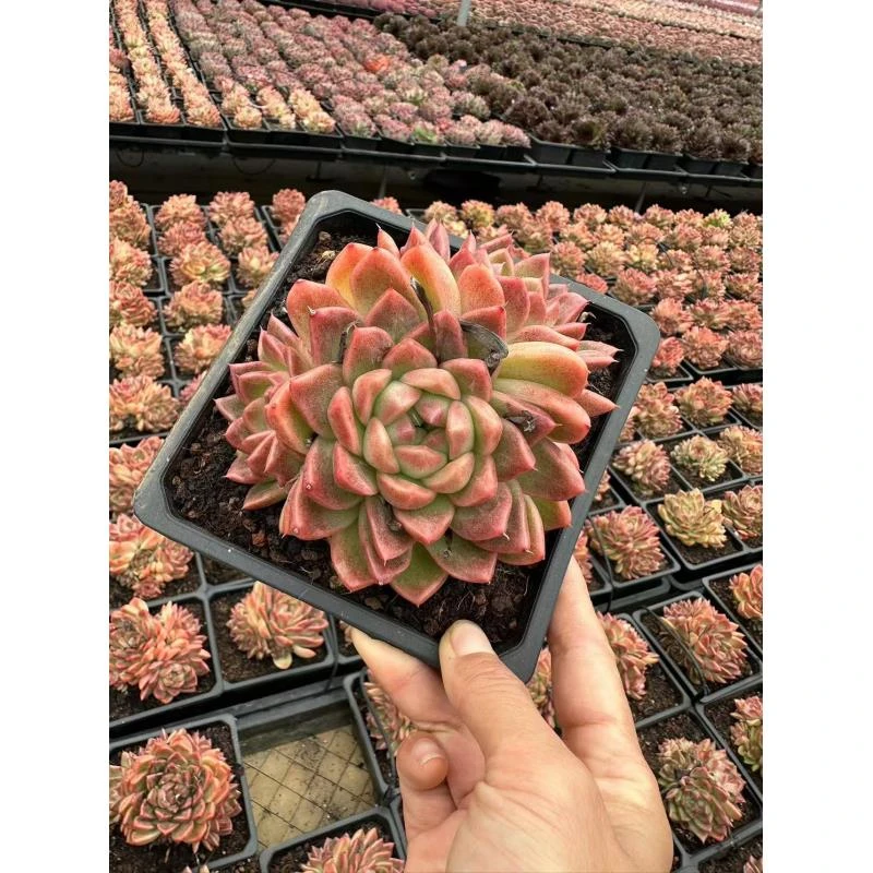 15#桃酥多肉植物  前男友精品多肉