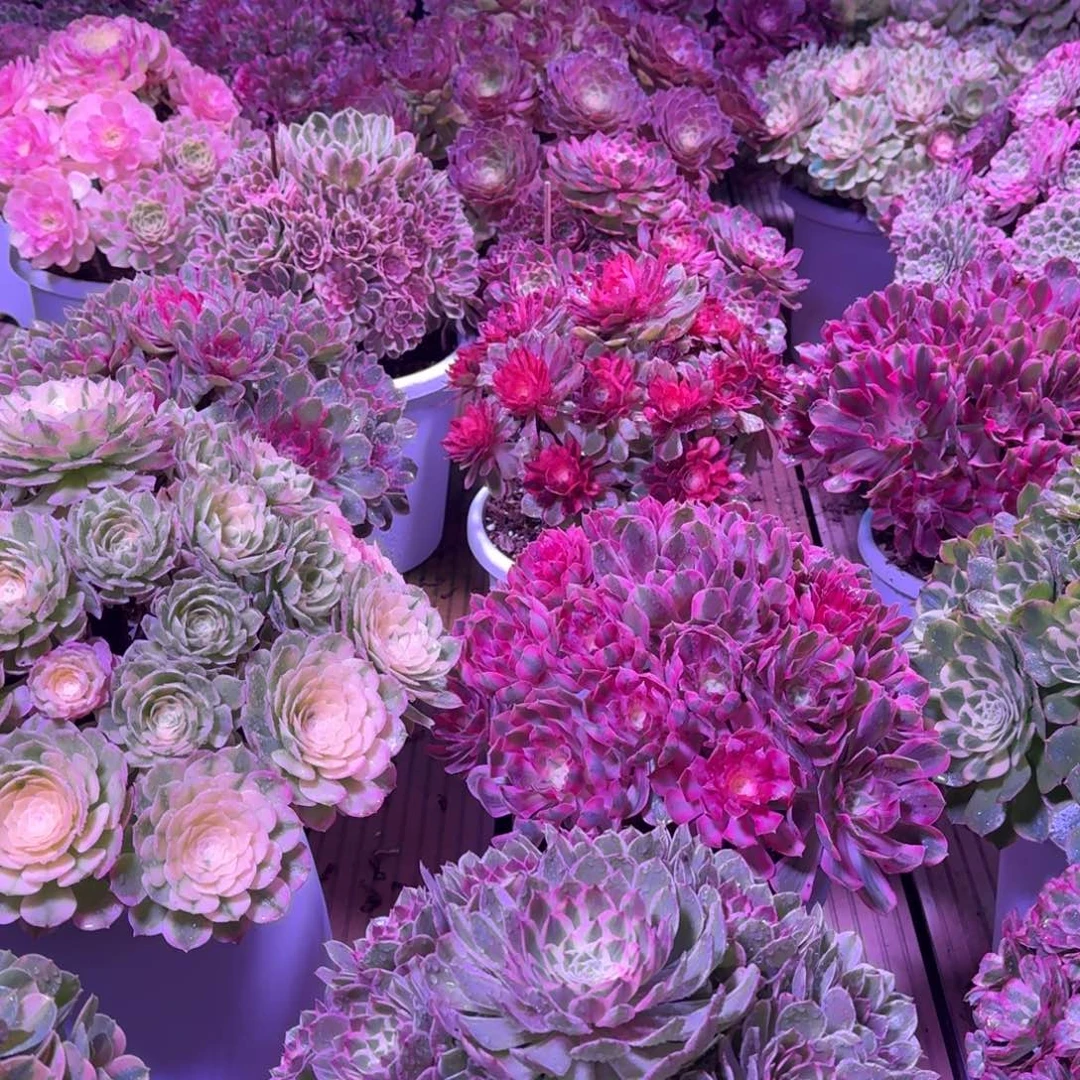 小***点小狗园艺多肉植物12级福利