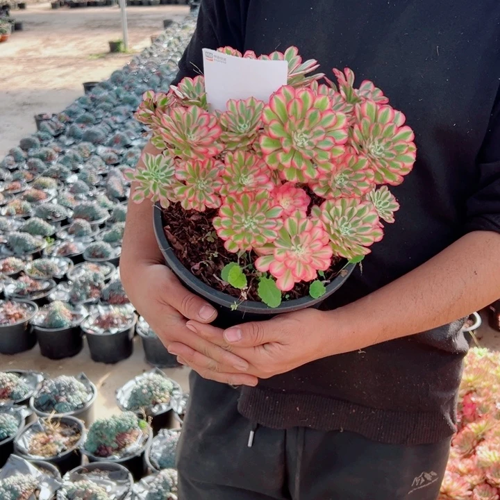 粉铜二加伦22号多肉法师