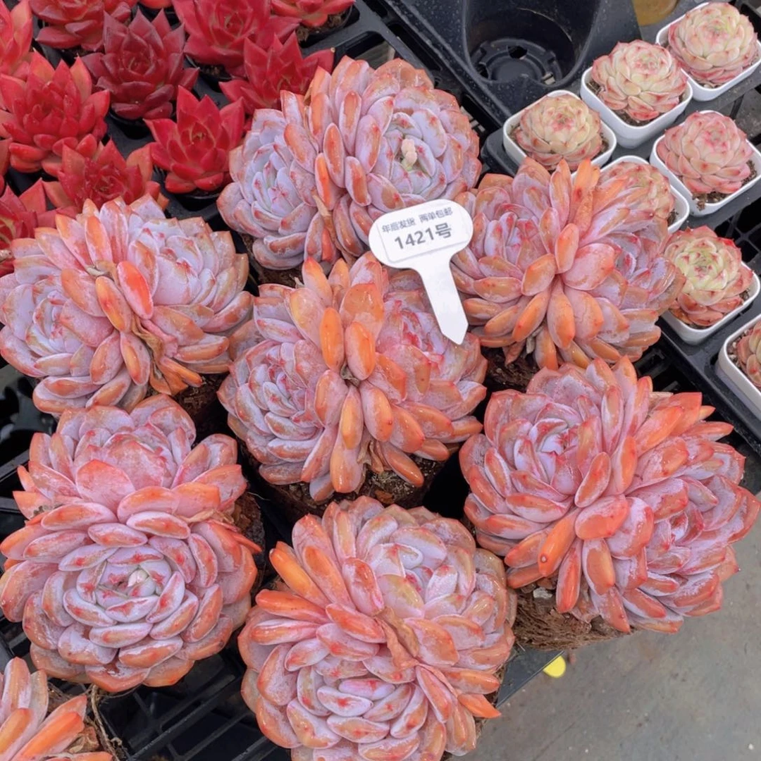 1421号宽叶石榴籽梦露双头大母本一个