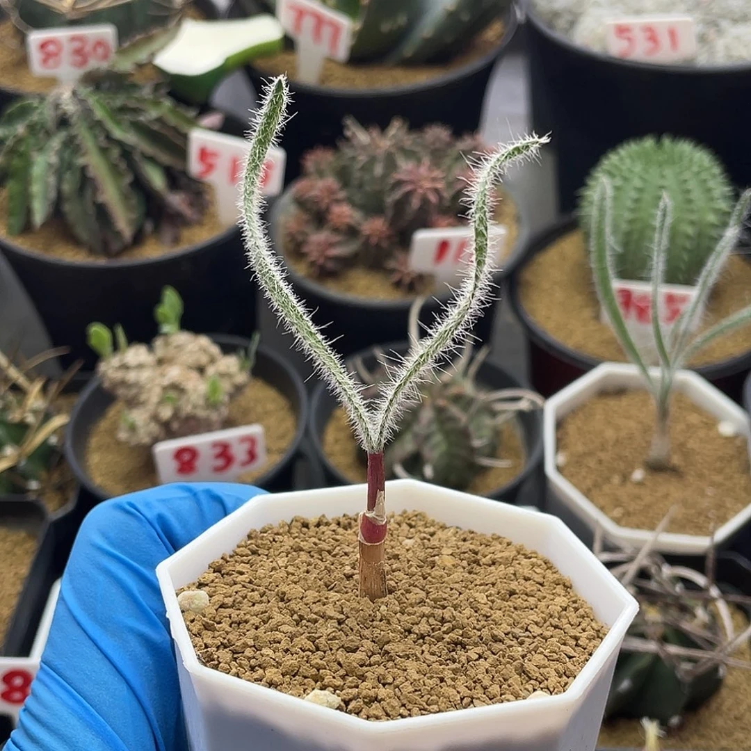 实生块根金刚钻弹簧草仙人球