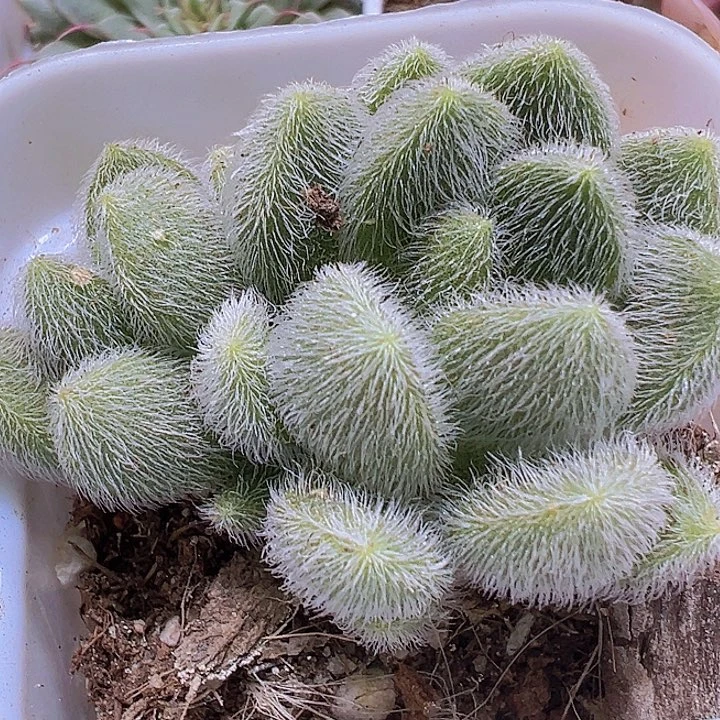 信东尼19包邮多肉植物