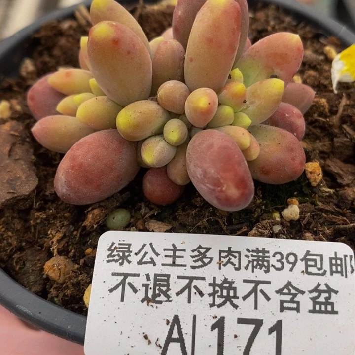 芒果奶171多肉植物