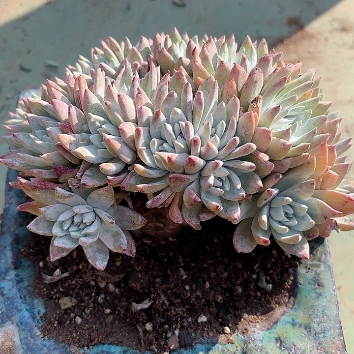 仙女杯多肉植物提取