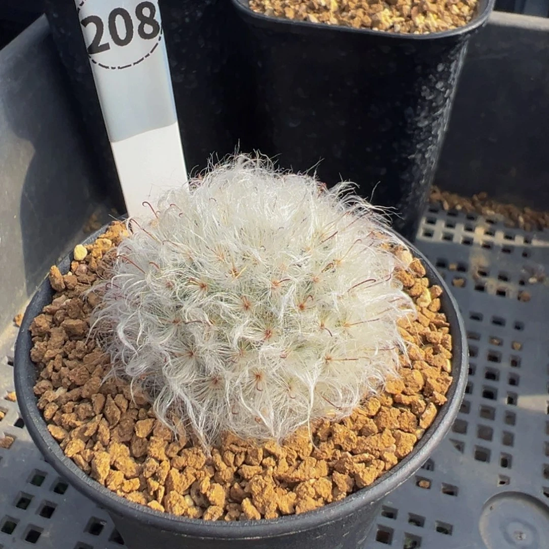 208实生根泰系白云高砂多肉植物带盆土