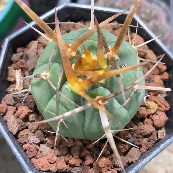 孤品实生顶级特粗刺光琳玉4cm