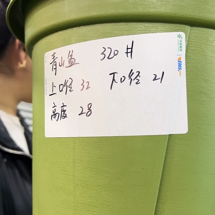 正品青山口32高28灰白色5只无托