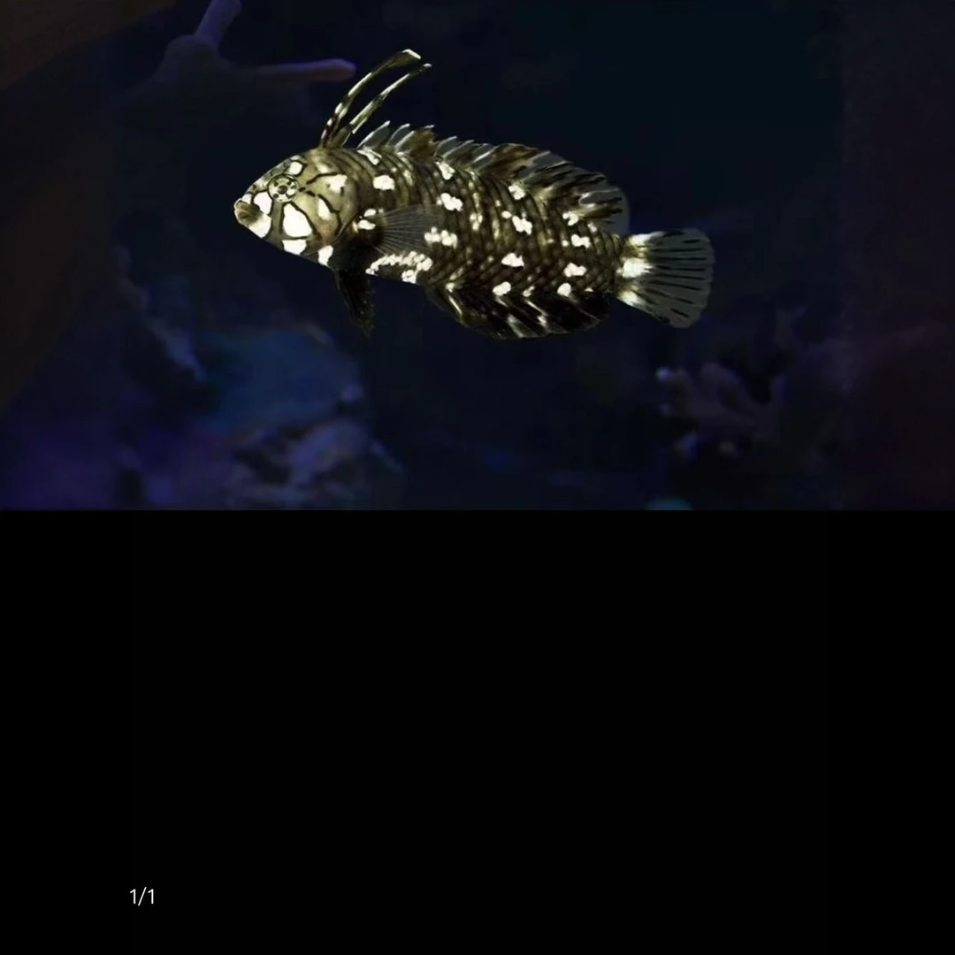 角龙海水鱼售后需拍开箱视频（免包装费）