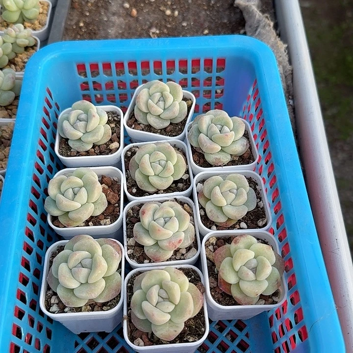 10颗冰玉单头带盆土