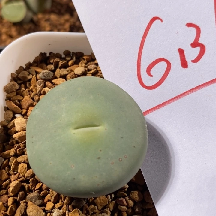 6137一个一个一个