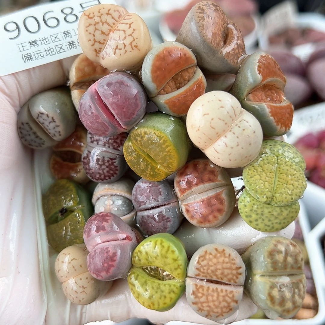 好养易活生石花大母本9068共21颗