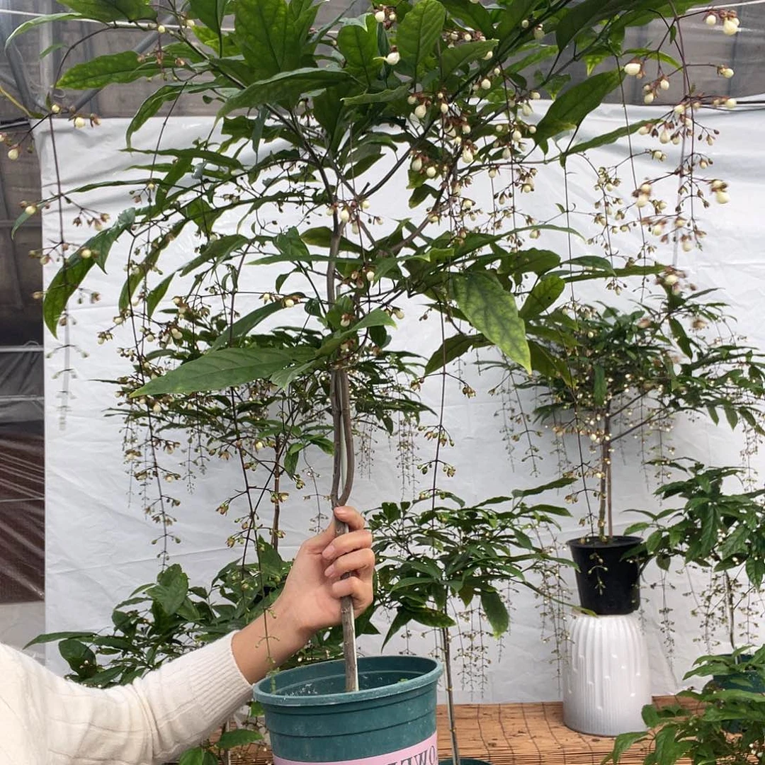 无花朵泰国长花序垂丝茉莉