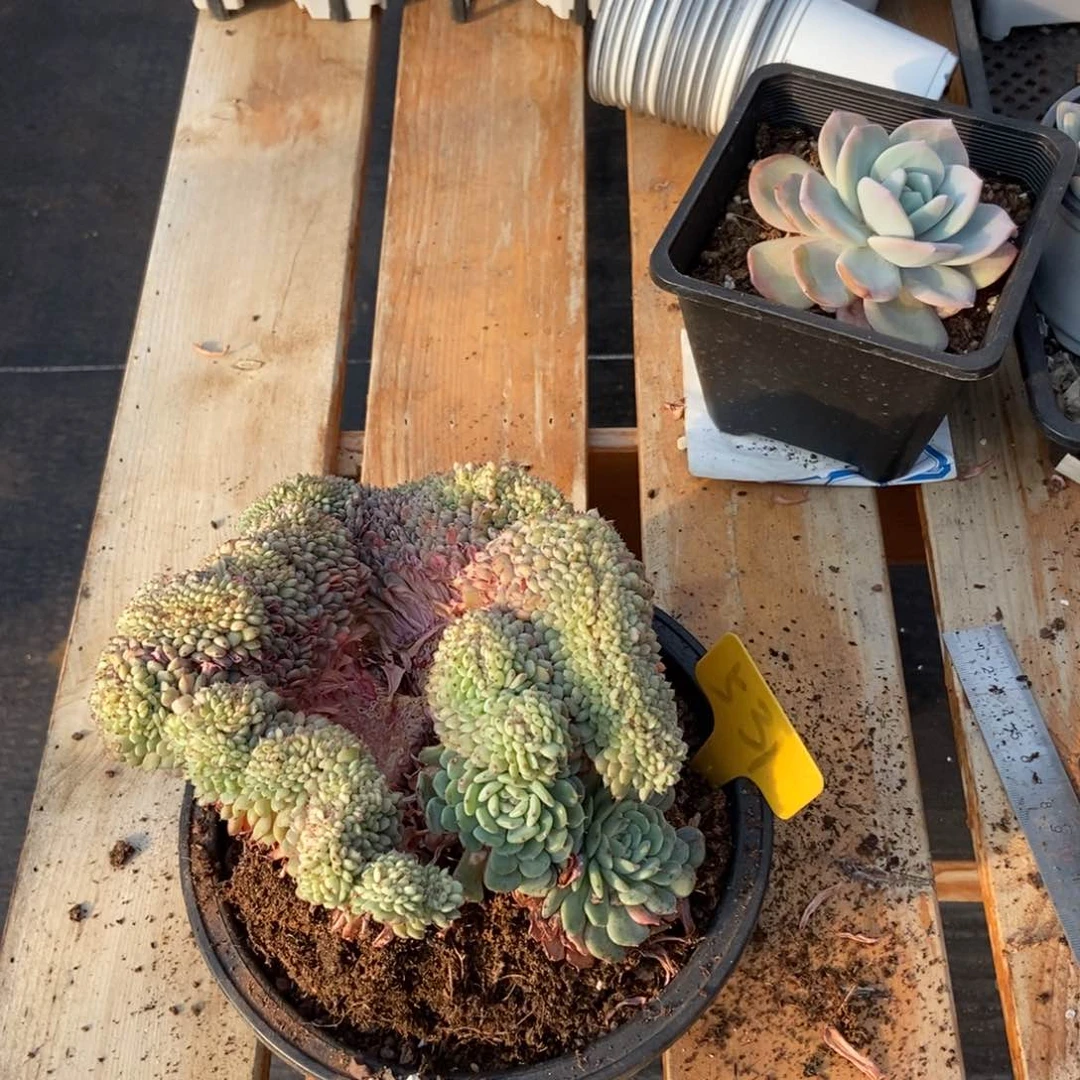 *️****531白胖子缀多肉