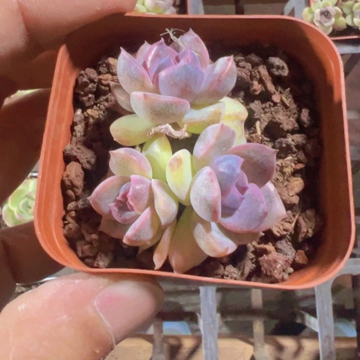 冰凝之花精品多肉植物