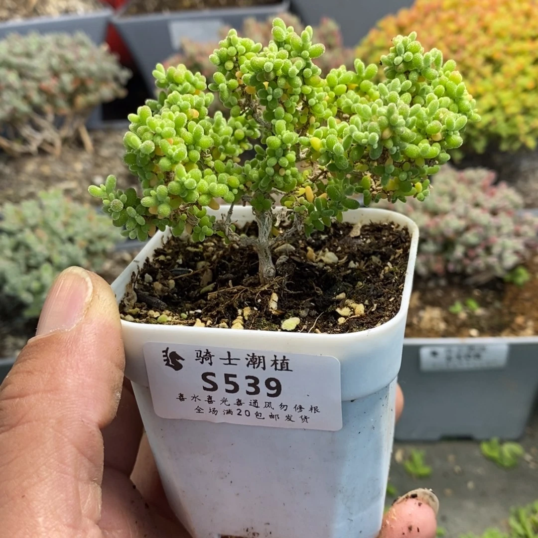 539小小米枝干番杏