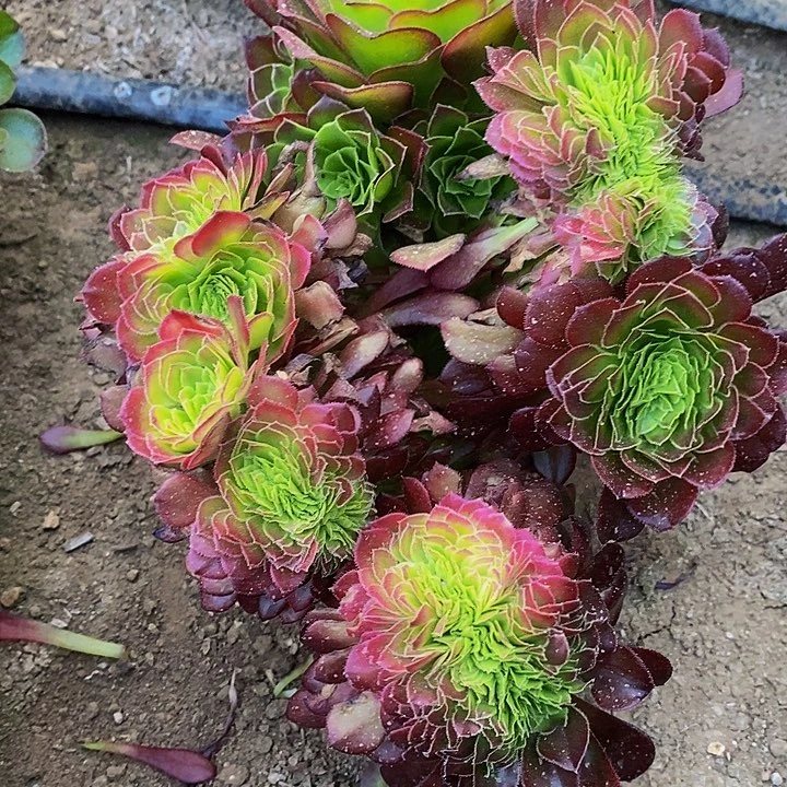 多肉植物保护研究所