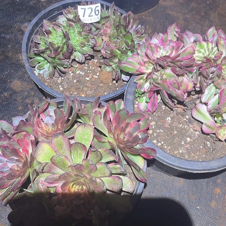 726组合掌心多肉法师锦