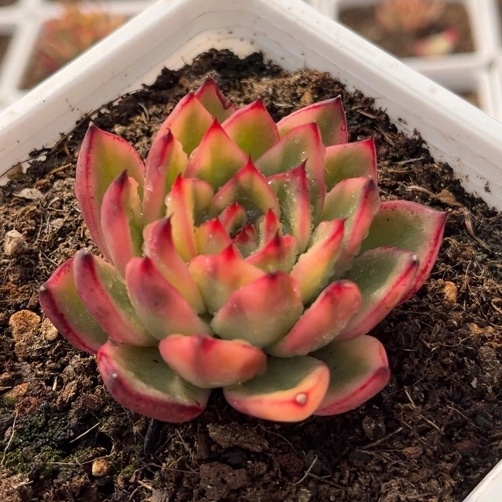 骑兵锦一颗价格发货