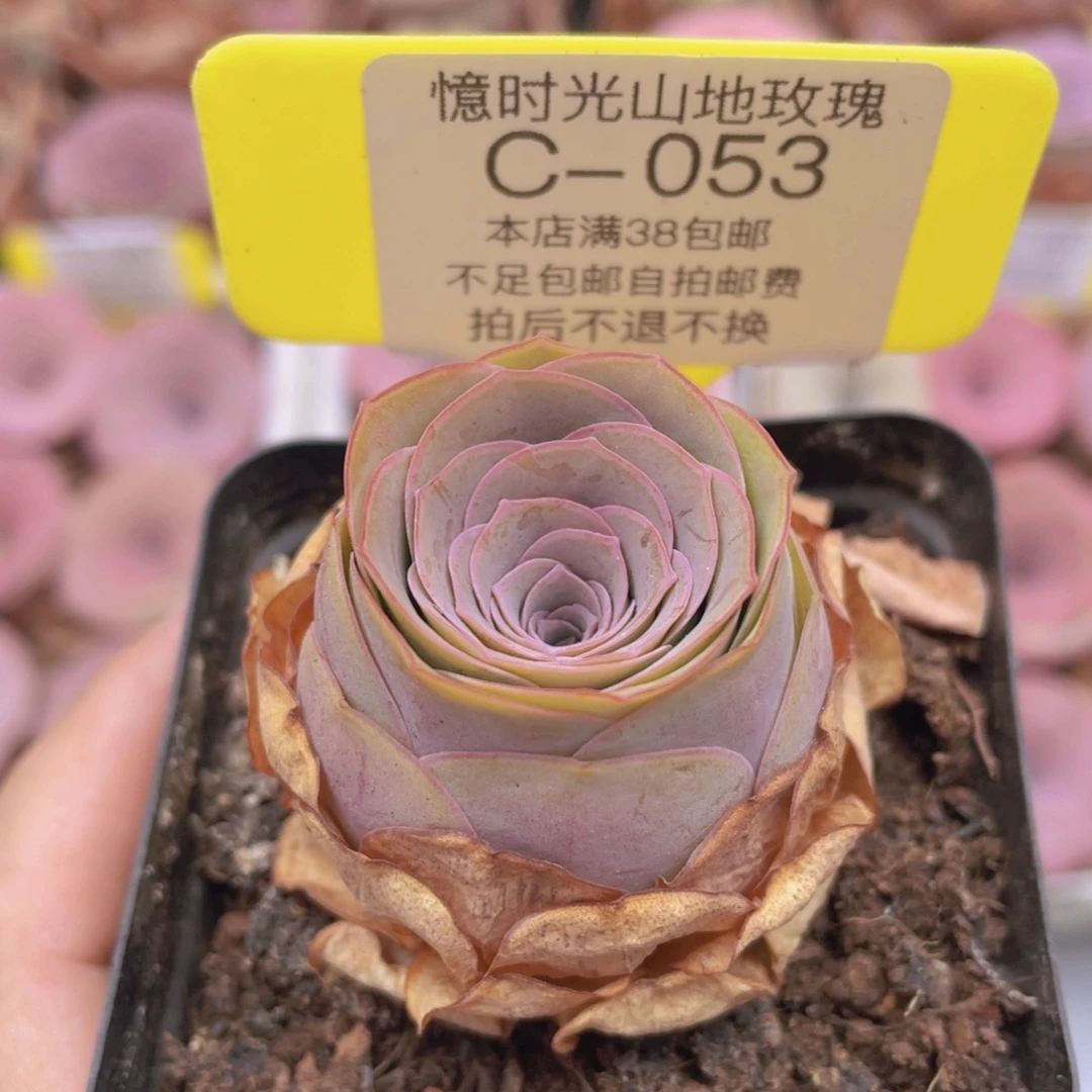 山地玫瑰C053满38包邮裸根发货
