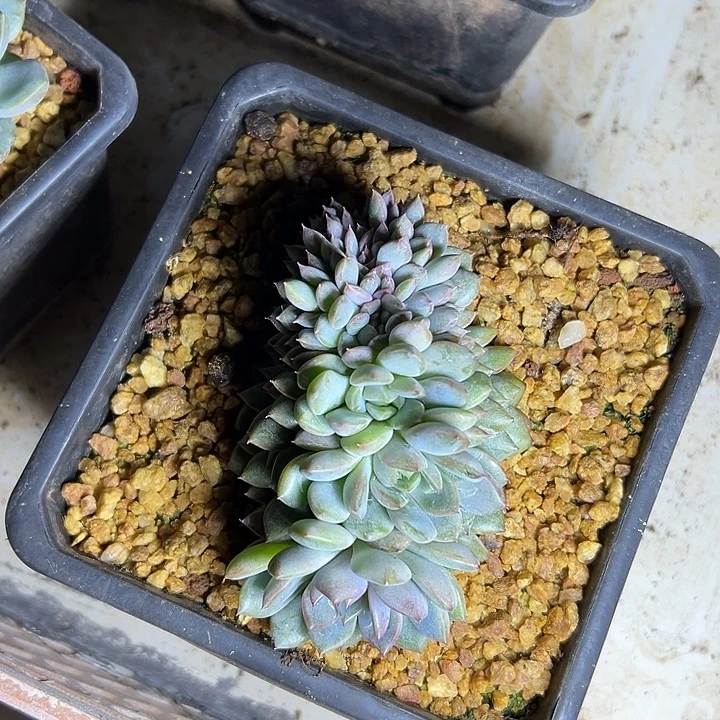 黑曼巴群生缀化多肉