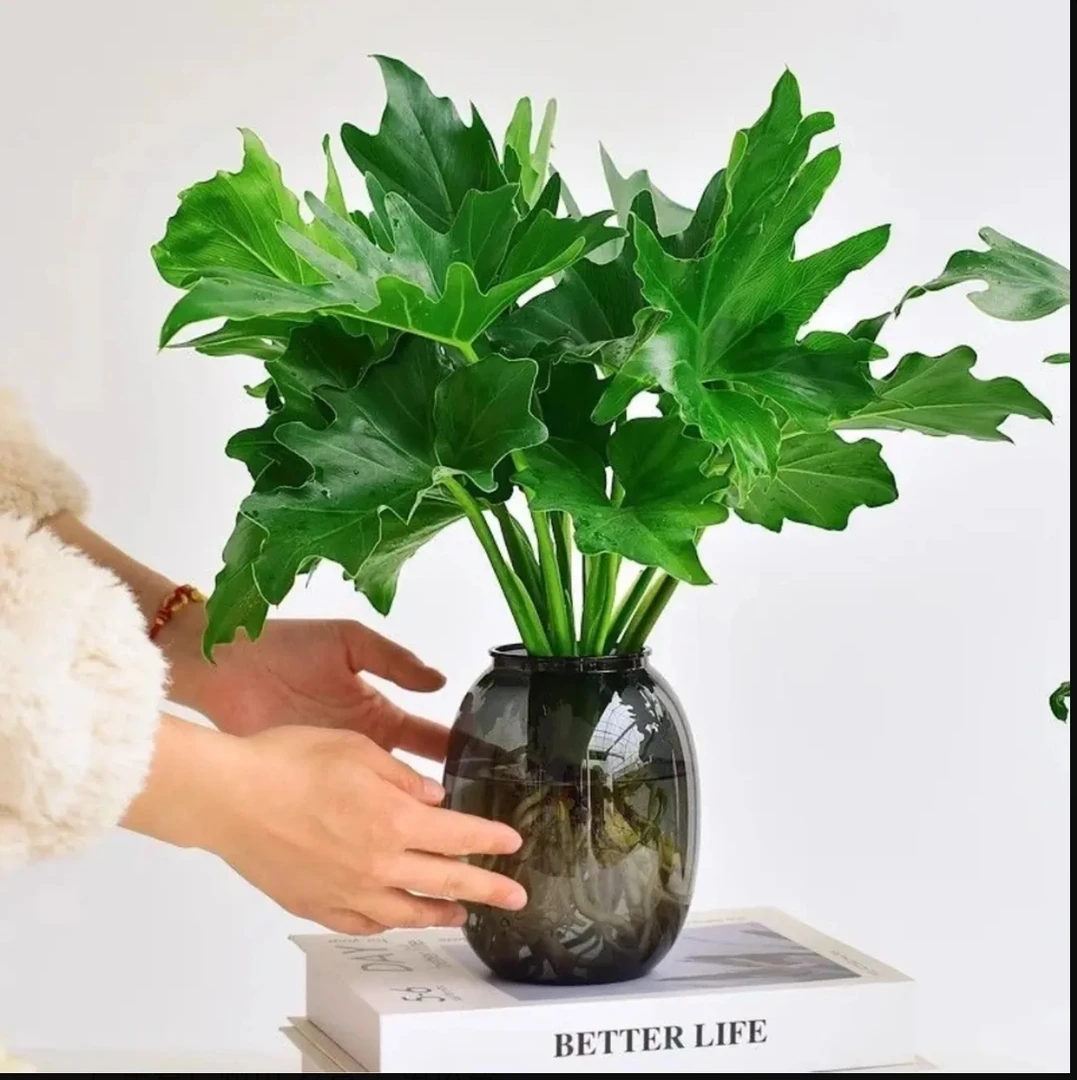 水培春雨小天使室内花卉绿植四季常青