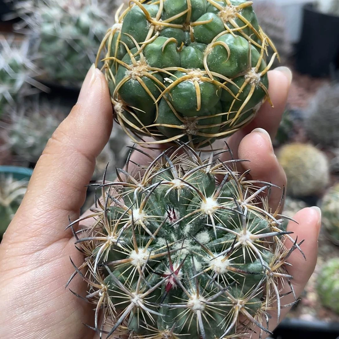 【闪购商品】组合冒根芽6666