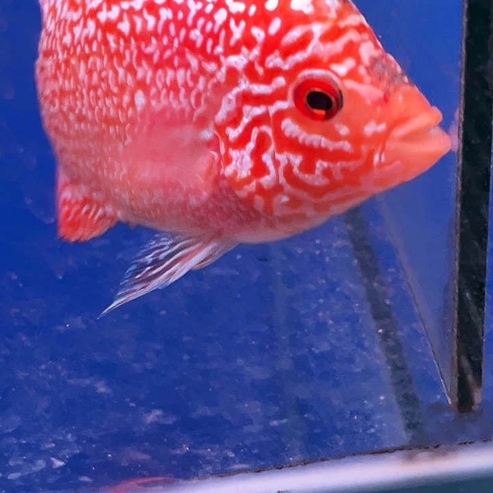 罗汉鱼金花火凤罗汉鱼