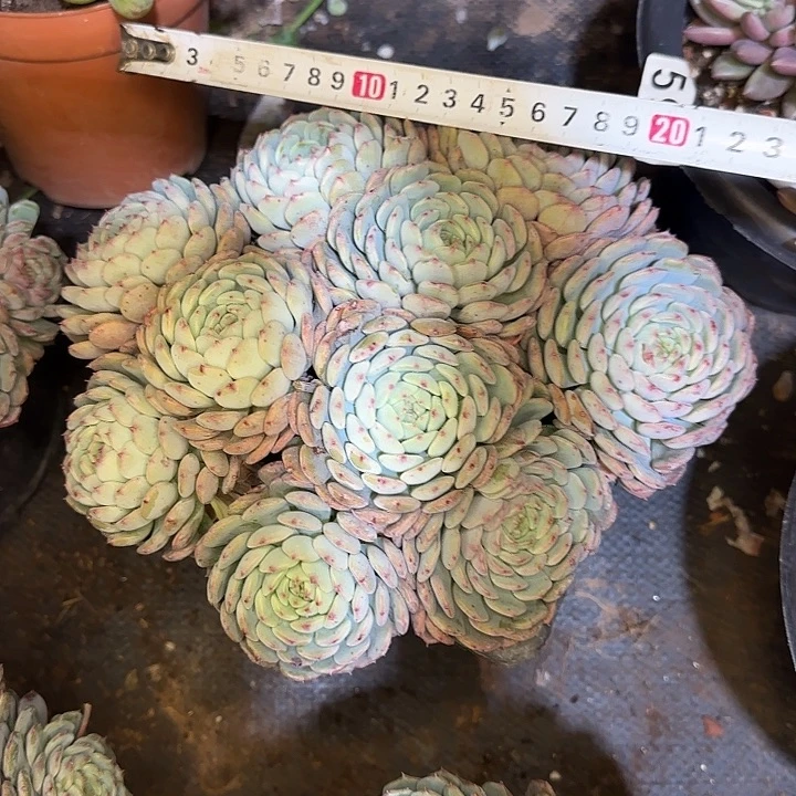 多肉植物一物一拍白胖子711