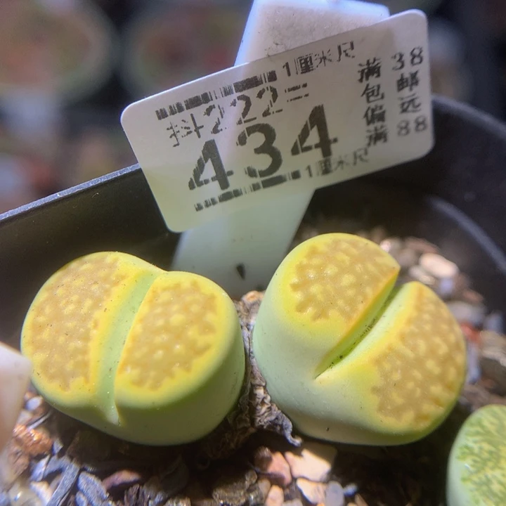 精品生石花222.434