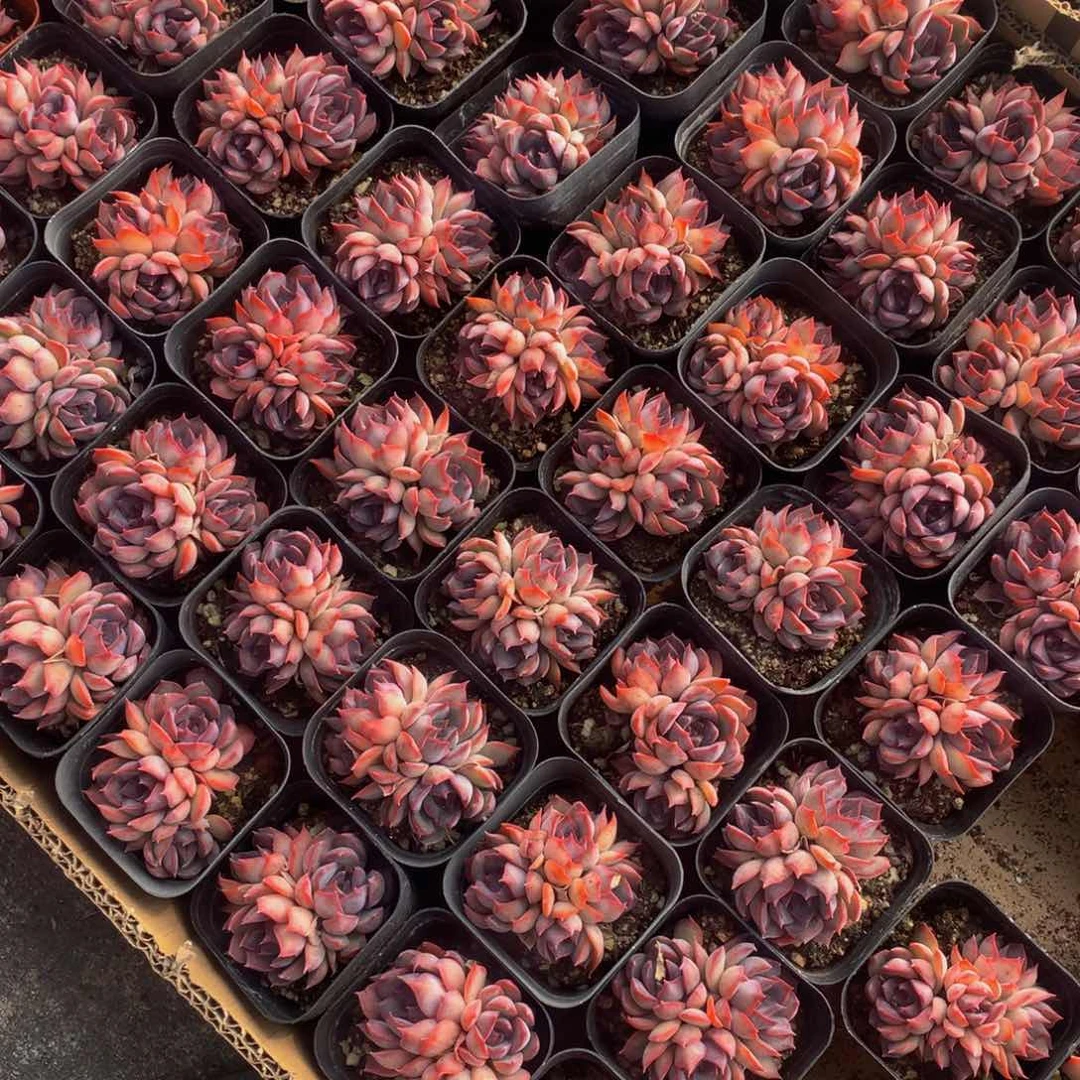 暗冰群。（不满9.99发叶子）