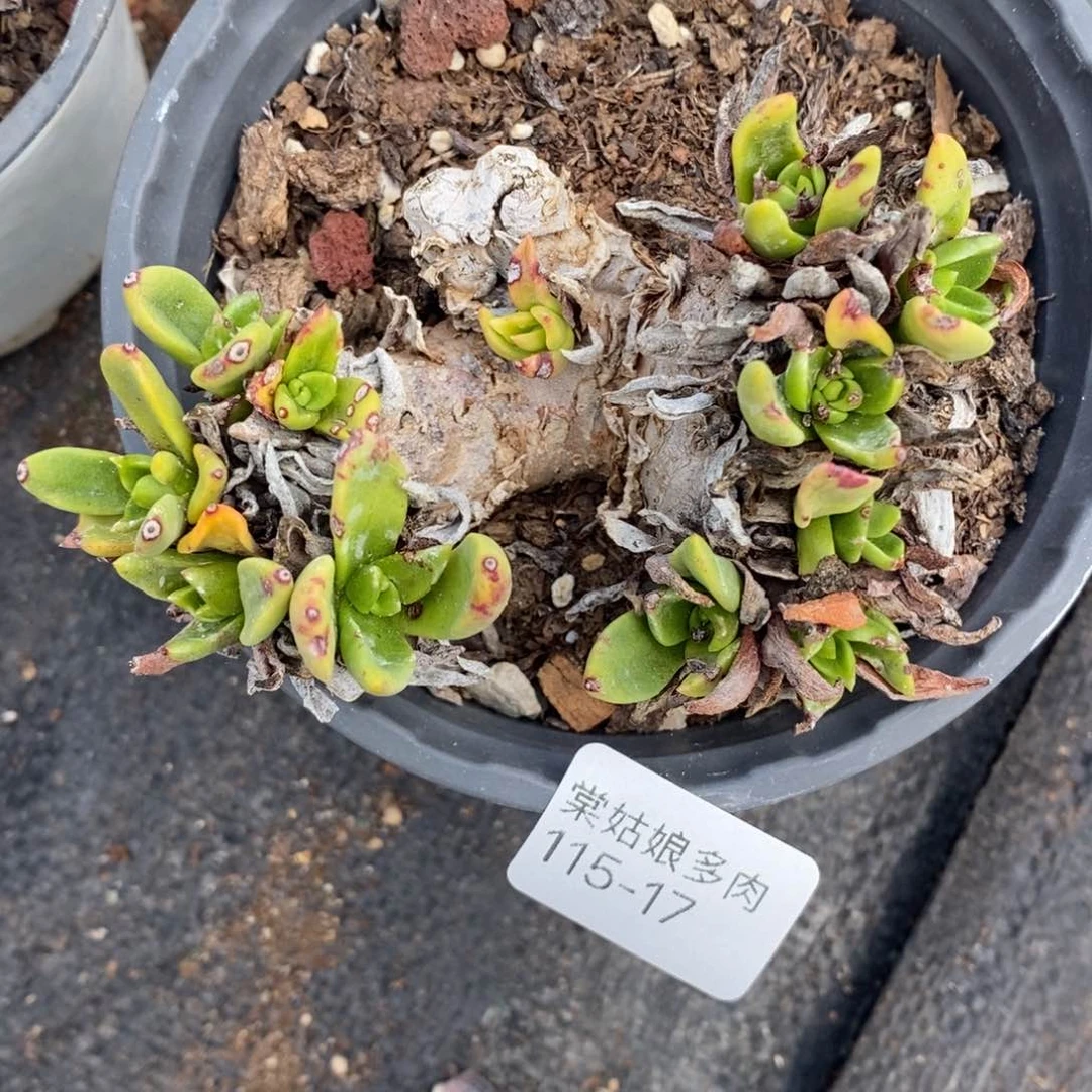 17号苹果叶瑕疵瑕疵