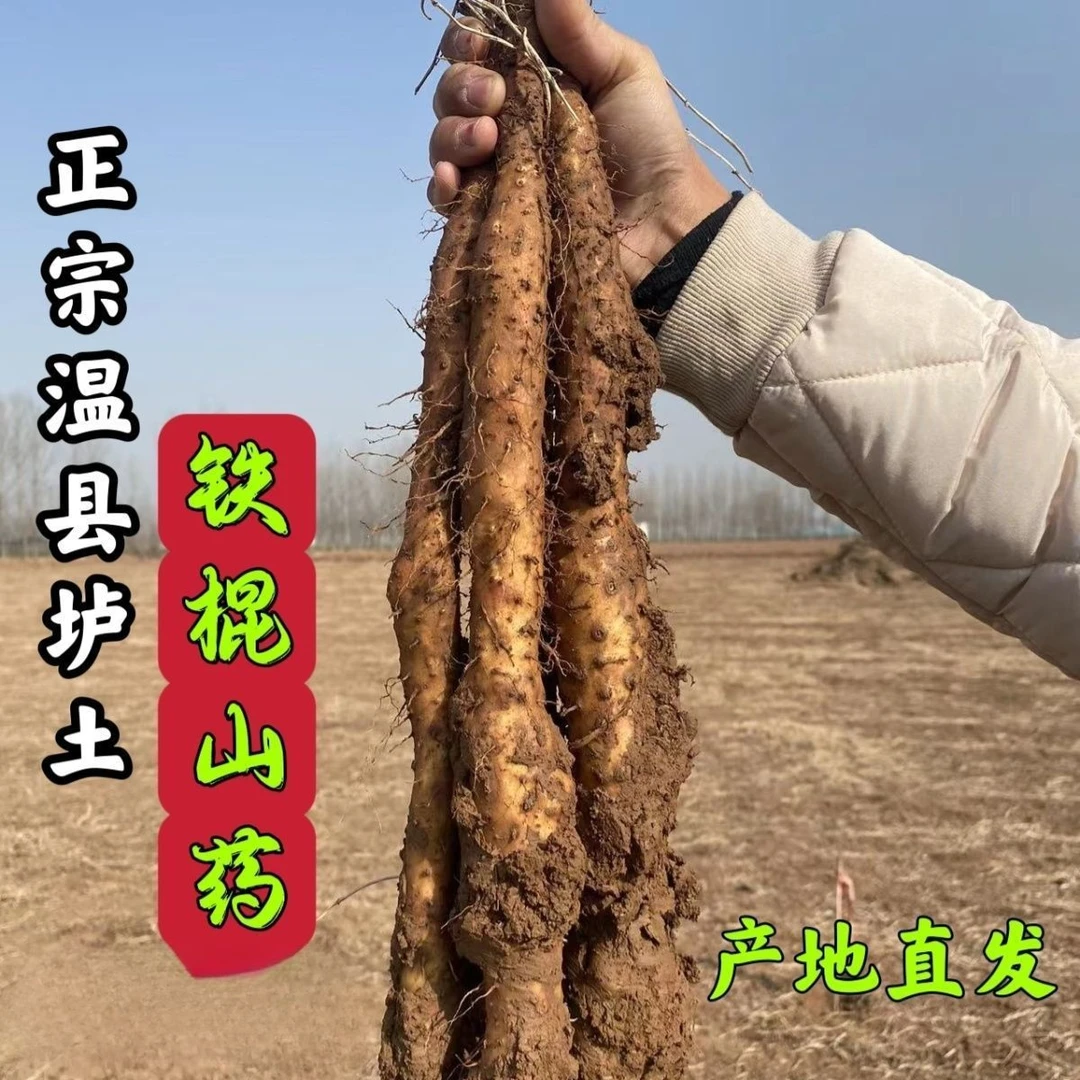 河南温县垆土铁棍山药铁棍怀山药5斤装20-70公分长度