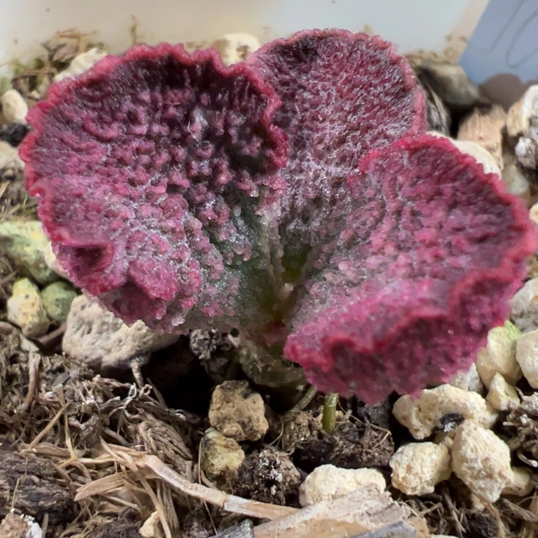 实生新品多肉植物水泡多肉植物水泡